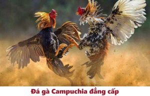 Đá gà Thomo - Campuchia gay cấn